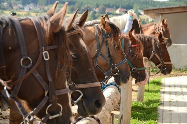 Q Ranch u pramene Dyje (foto 1)