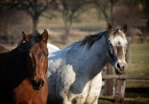 Q Ranch u pramene Dyje (foto 4)