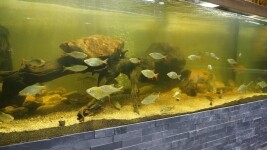 Městské muzeum Bystřice nad Pernštejnem (foto 2)