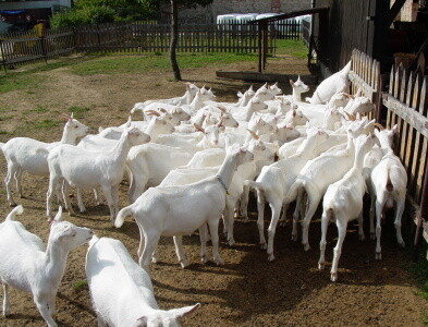 Kozí Farma Dvůr Ratibořice (foto 1)