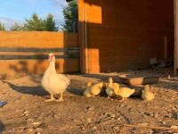 Farma Zelené údolí (foto 16)