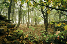 Židovský hřbitov Habry (foto 2)