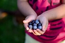 Borůvková farma Samšín (foto 5)