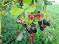 Borůvková farma Samšín (foto 7)