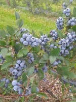 Borůvková farma Samšín (foto 4)