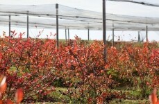 Borůvková farma Samšín (foto 3)