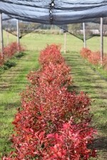 Borůvková farma Samšín (foto 8)