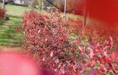 Borůvková farma Samšín (foto 6)