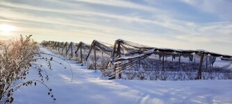 Borůvková farma Samšín (foto 10)