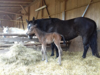 Ekofarma Rakovi (foto 5)