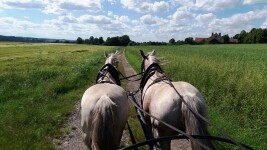 Sedlářství ve staré škole (foto 2)