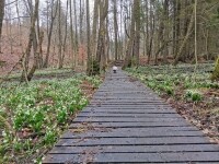 K moři bledulek (foto 2)