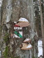 Naučná stezka Žákova hora (foto 3)