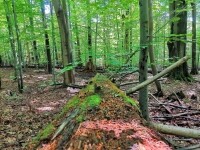 Naučná stezka Žákova hora (foto 5)