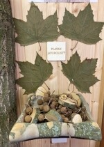 Stálá expozice dřevin a rostlin ČR (foto 2)