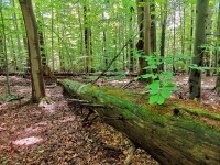 Cyklo naučná stezka Křížem krážem Žďárskými vrchy - Žďárský okruh (foto 5)