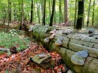 Národní přírodní rezervace Žákova hora (foto 7)