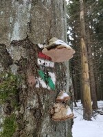 Národní přírodní rezervace Žákova hora (foto 11)