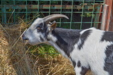 Salón Expres Vagón Polnička (foto 5)