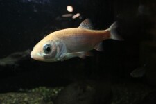 Městské muzeum Bystřice nad Pernštejnem (foto 10)