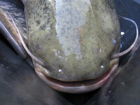 Velké Dářko (foto 5)