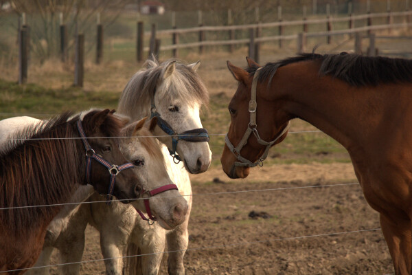 Farma Rosecký (foto 1)