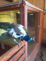 Nová Říše Zookoutek (foto 2)