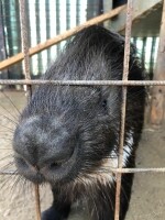 Nová Říše Zookoutek (foto 3)