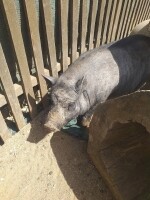 Nová Říše Zookoutek (foto 12)