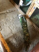 Nová Říše Zookoutek (foto 13)