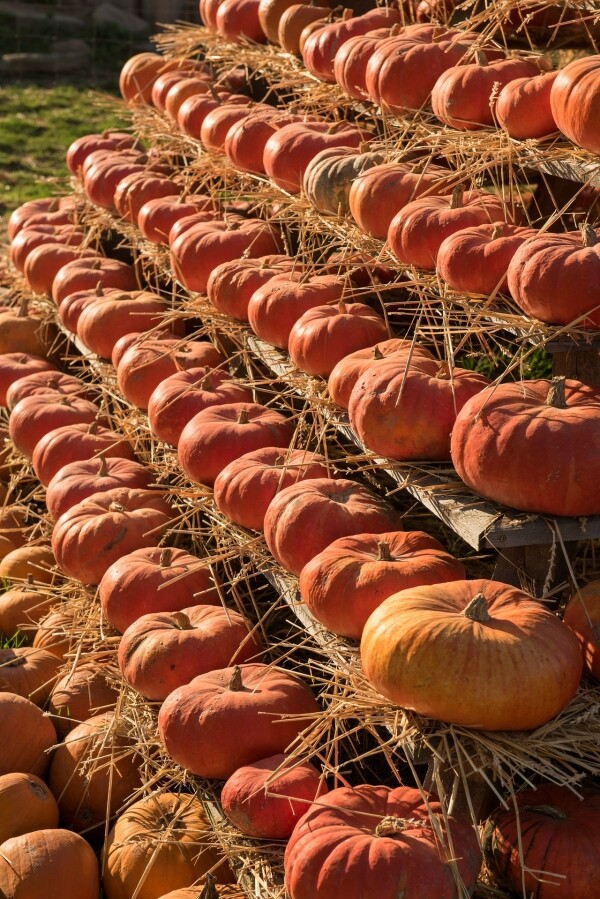 Statek u Pipků – Dýňový svět (foto 1)