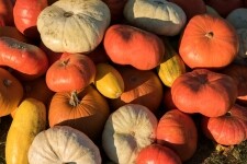 Statek u Pipků – Dýňový svět (foto 5)