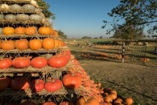 Statek u Pipků – Dýňový svět (foto 7)