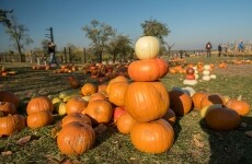 Statek u Pipků – Dýňový svět (foto 10)