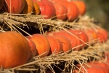 Statek u Pipků – Dýňový svět (foto 12)