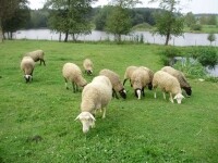 Farma u Vojtků (foto 8)