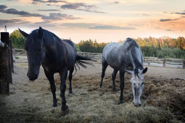 Jezdecká stezka Světlá pod Javořicí – Dukovany (foto 1)