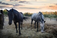Сельский двор Богуславице (фото 4)