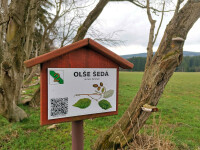 Naučná stezka Naše stromy (foto 3)