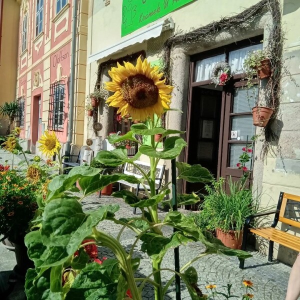 Cukrárna Krámek U Andělky (foto 1)