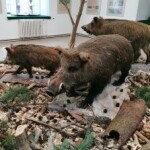 Regionální muzeum města Žďáru nad Sázavou (foto 5)