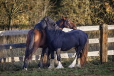 Farma Sýkorův mlýn (foto 8)