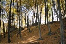 Zřícenina hradu Chřenovice (foto 2)