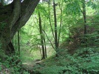 Zřícenina hradu Holoubek (foto 5)