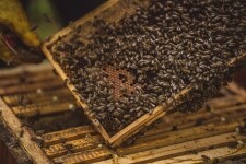 Včelařství Špaček (foto 7)