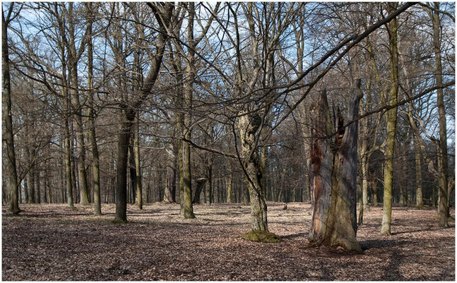 Zámecká obora Náměšť nad Oslavou (foto 1)