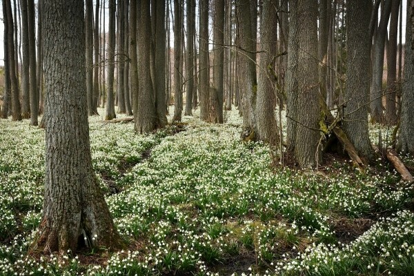Jechovec – bleduliště (foto 1)