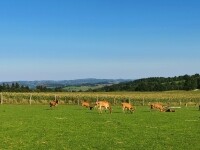 Po stopách posledního vlka Vysočiny (foto 6)