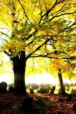 Židovský hřbitov Třešť (foto 5)