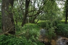 Přírodní rezervace Mokřadlo (foto 2)